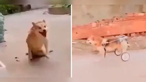 Perrito con discapacidad recibe su silla de ruedas y conmueve a usuarios: “Es muy feliz”