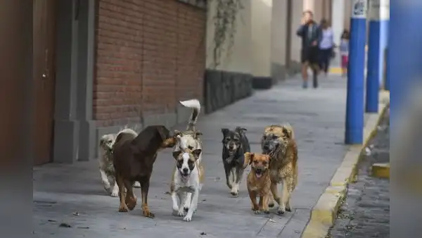 Arequipa: alcalde plantea erradicar a perros callejeros