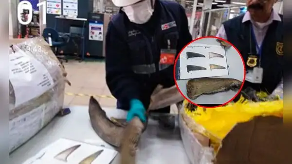 Sacrificó a 32 tiburones para exportar sus aletas y ahora irá 5 años a la cárcel