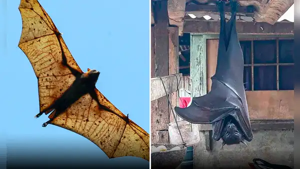 ¿Cuánto mide el zorro volador filipino, el murciélago más grande del mundo?