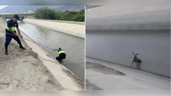 Serenos salvan de morir a perrito que cayó en canal de agua en Áncash: "¡Qué buena acción!"