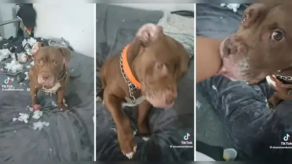 Perrito destroza un peluche y la manera de pedir perdón se hace viral: “Tan tierno”