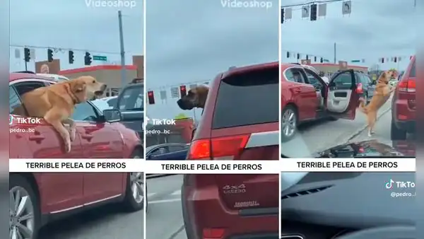 Perro se arroja por la ventana de su auto y busca 'mecha' a otro can: "La pelea del siglo"