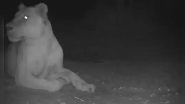 León que se creía extinto fue visto en un parque nacional de Chad luego de 20 años