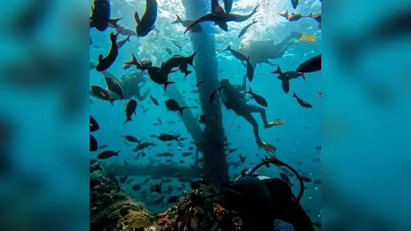 Retiro de arrecife artificial podría originar desaparición de 70 especies marinas en Piura