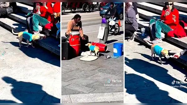 Perrito ayuda a cobrar a su dueño mientras este canta y sorprende en redes sociales: “Trabajo en equipo”