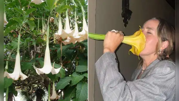 ¿De niño recogías y olías esta flor? Conoce los peligros que representa para la salud