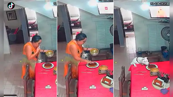 Perro imita a su dueña y lame el postre que preparó: “Los que comieron el dulce quedaron en shock”