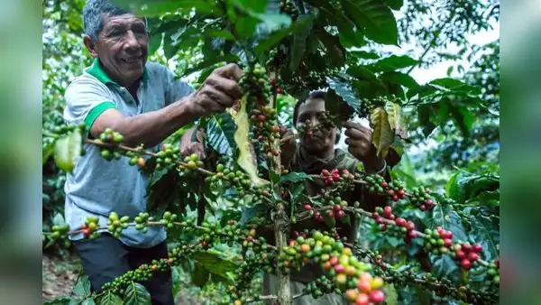 Cafetaleros advierten riesgo en exportaciones si Ejecutivo no se adecúa a exigencias de la Unión Europea