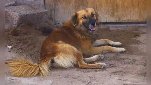 El chiribaya: el perro pastor del antiguo Perú