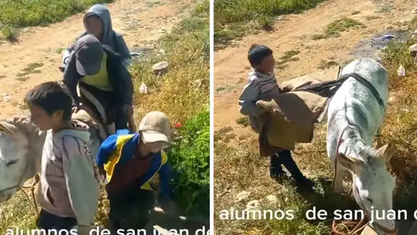 "Recogiendo pasajeros": docente capta a varios niños llegando en un burrito a su escuela en Huánuco