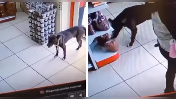 Perro roba bolsa de comida en una tienda y usuarios quedan sorprendidos: “Hurto impecable”