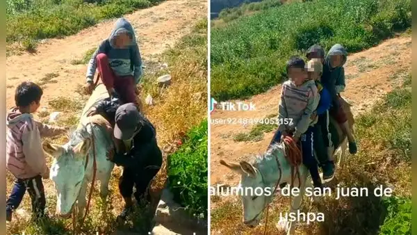 “Recogiendo pasajeros, profe”: niños llegan a su escuela montados en burro en Huánuco