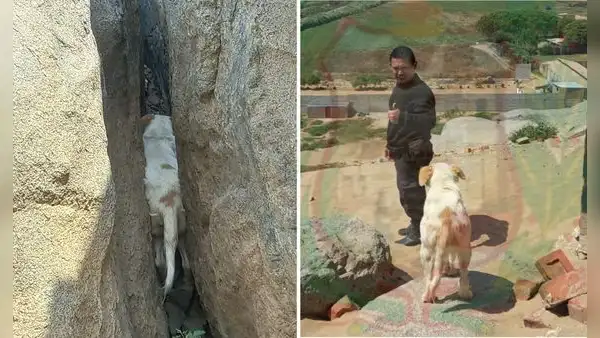 Rescatan perrita que quedó atrapada en medio de un peñasco en Trujillo