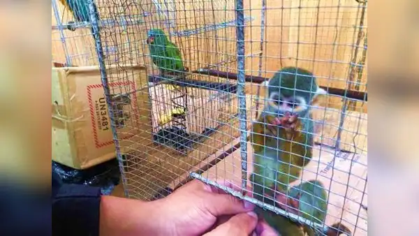 Dictan prisión preventiva contra choferes de bus por presunto tráfico de fauna silvestre en Huánuco