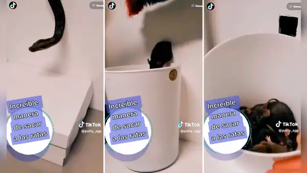 ¡Más efectivo que exterminador! Mete una serpiente por el agujero de una pared y captura a 6 ratas