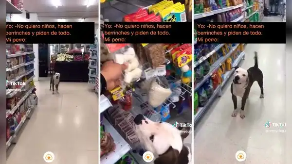 Perro ladra a su dueño para que le compre su juguete favorito: "Es un hijo más"