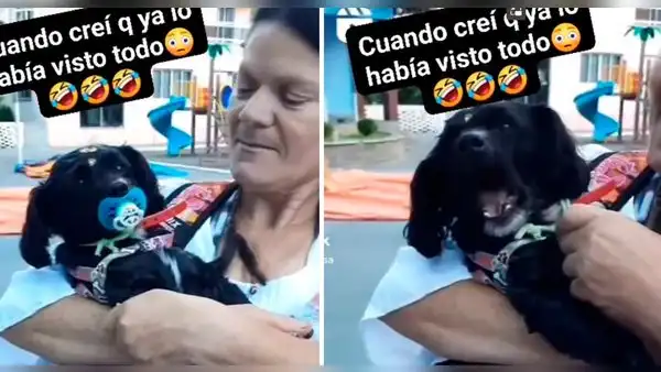 Perrito llora cuando su ama le saca el chupón de la boca y enternece en redes sociales :”Morí de amor”