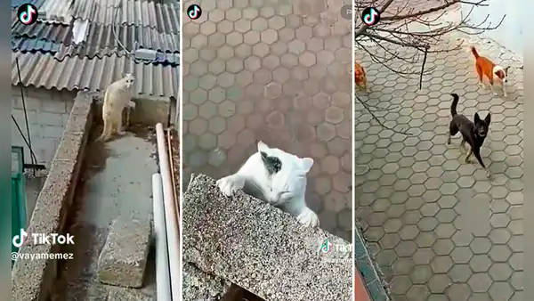 ¡Por un pelito! Gatito se salva de caer por un balcón y morir devorado por perros callejeros