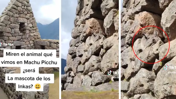 Turistas visitan Machu Picchu y quedan maravillados al ver una vizcacha: "¿La mascota de los incas?"