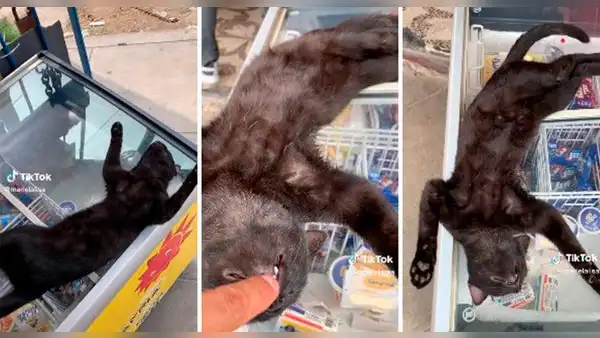 Gatito duerme sobre una congeladora de helados y enternece en redes sociales: “Qué lindo”