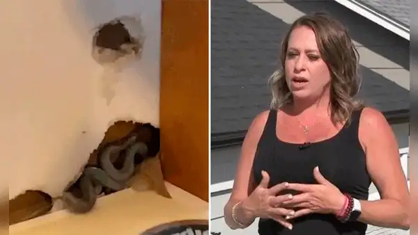 Mujer se muda a su nueva casa en EE. UU., pero descubre 10 serpientes escondidas en las paredes