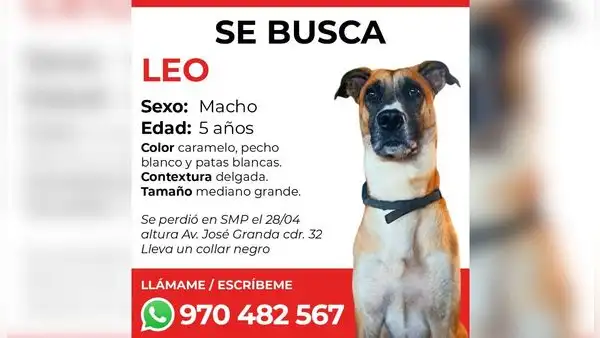Familia pide ayuda para encontrar a su mascota perdida en San Martín de Porres