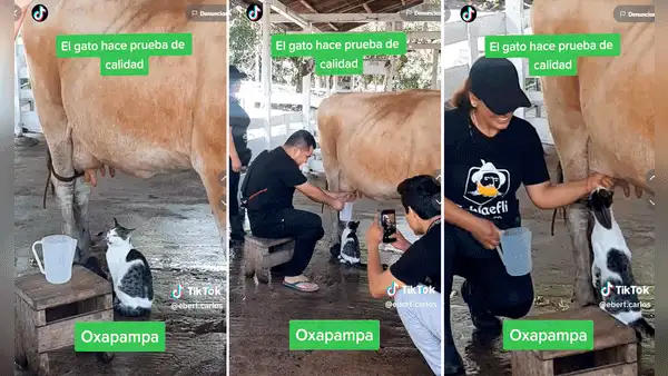 Enseñaba a jóvenes a ordeñar una vaca y un gatito quiso hacer “control de calidad” de la leche