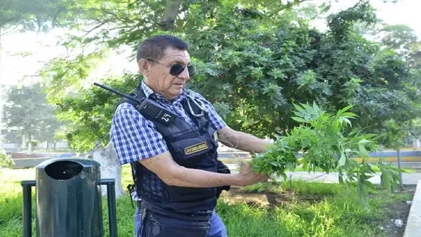 Cultivaban marihuana en pleno centro de Piura