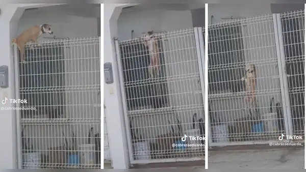 Perrito sorprende a usuarios con su habilidad para cruzar las rejas: “Qué intrépido”