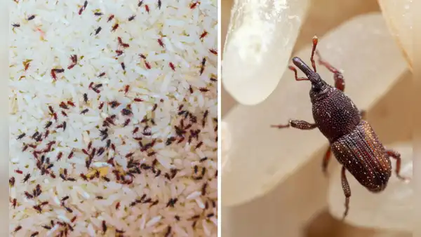 ¿Por qué aparecen gorgojos en el arroz y cómo puedo eliminarlos?
