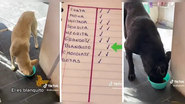 Mujer pasa lista a los perritos callejeros que se acercan a comer en su negocio: “¡Qué buen corazón!”