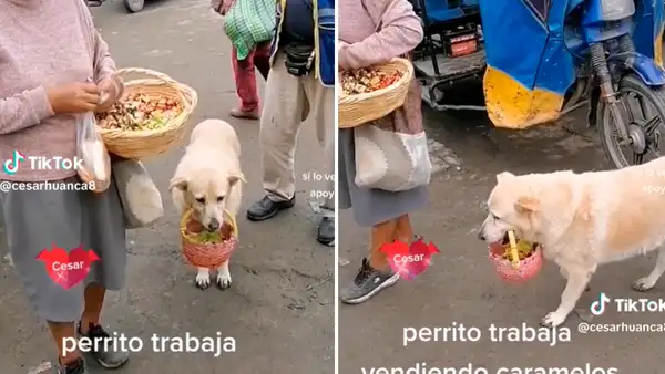 Perrita vende caramelos junto a su dueña a pesar de cojear y conmueve las redes sociales