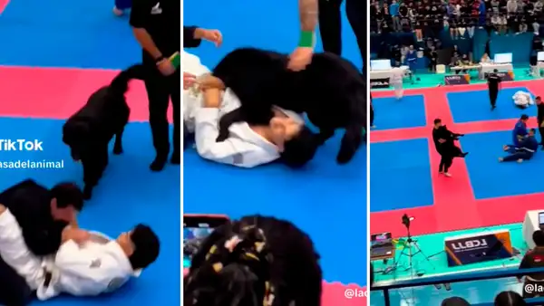 Perrito interrumpe competencia de jiu-jitsu al ver a su dueño en el suelo: "Quería poner paz"