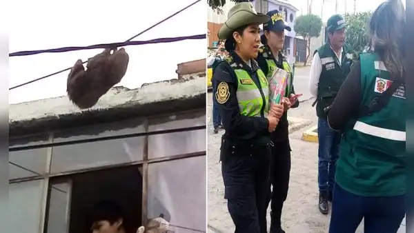 Alertan presencia de oso perezoso en Arequipa, pero no lo encuentran:  lo habrían escondido