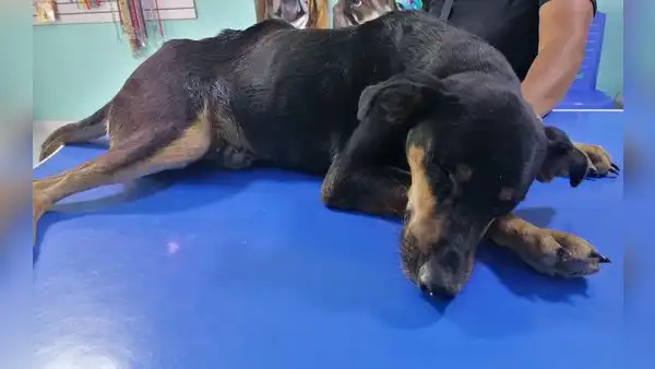 Piden ayuda para perro quemado con agua hervida en Piura