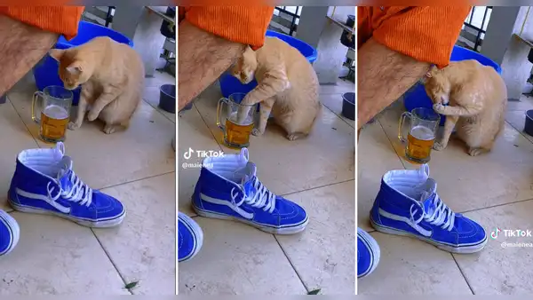 Gatito prueba cerveza del vaso de su dueño y se vuelve viral :” El michi bebedor”