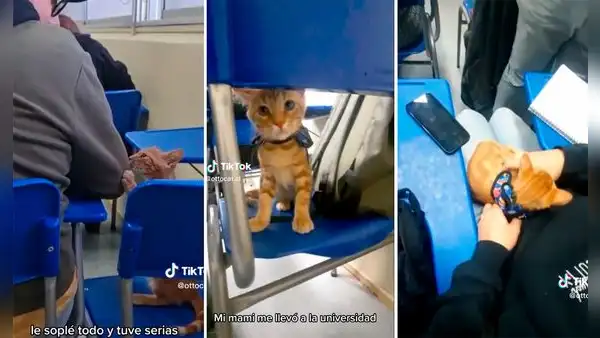 Joven lleva a su gatito a clases y enternece en redes: "El más inteligente del salón"