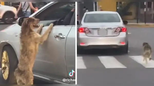 Perrito persigue a un taxi desesperadamente y es viral en redes sociales
