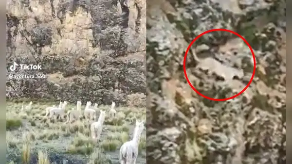 Turistas temieron lo peor cuando vieron un puma durante tour en Tacna: “Un lindo gatito”