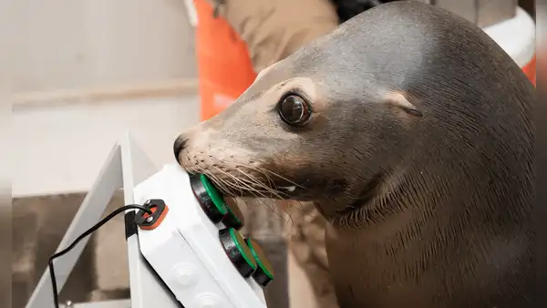 León marino sorprende en el mundo de los videojuegos gracias a su habilidad con los mandos