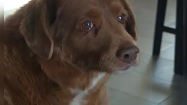 ¡Bobi cumple 31! El perrito con el récord Guinness al más longevo del mundo está de cumpleaños