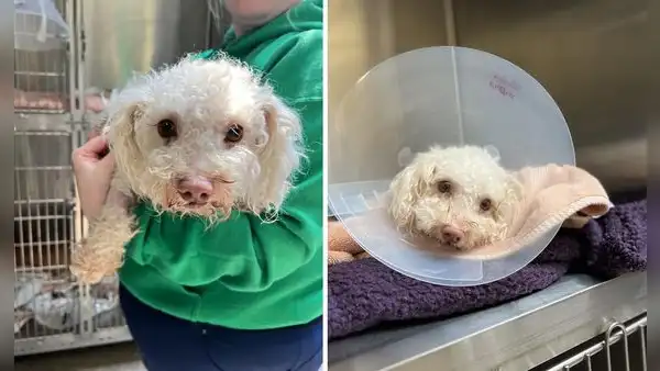 Rescatan a perrito desmayado con sobredosis en EE. UU.: el dueño compartía drogas con el animal