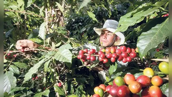 Café peruano: luces y sombras de una campaña 2023 incierta