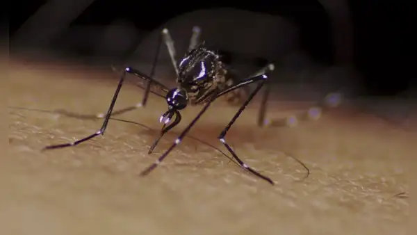 Dengue en Perú: mitos y verdades sobre esta enfermedad