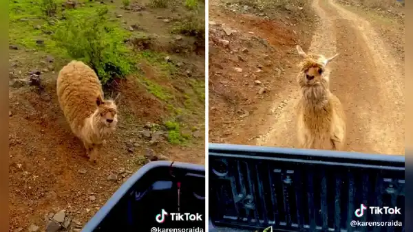 Alpaca corre tras su dueña en triste despedida en Ayacucho: "No te vayas, quédate"