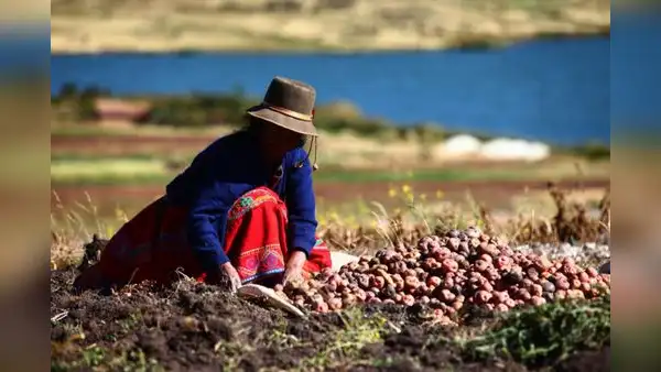 Midagri aprueba financiamiento para el comercio de productos agrícolas con créditos de hasta S/40.000
