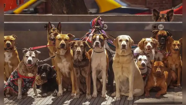 Los perros tienen cerebros cada vez más grandes, según estudio: ¿cuál es el motivo?