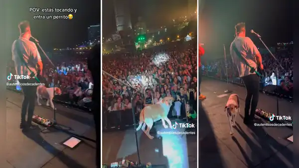 ¡Insólita aparición! Perrito roba show a Auténticos Decadentes al subir al escenario