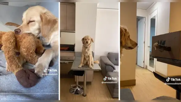 Perrita sorprende al tener el mismo comportamiento que un gato: “Amasa como los michis”